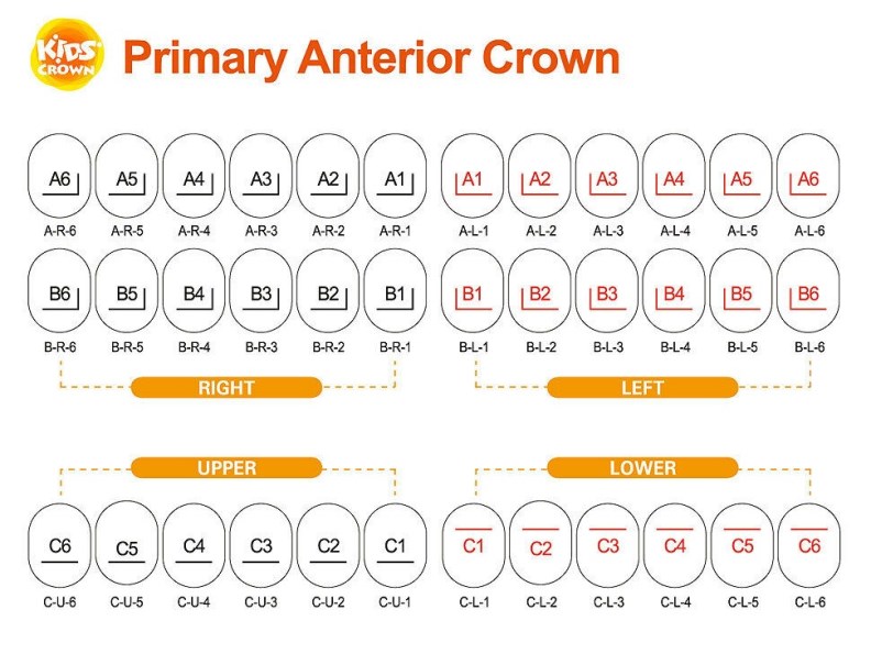 KİDS CROWN PASLANMAZ ÇELİK KRON SET ANTERİOR 36 ADET